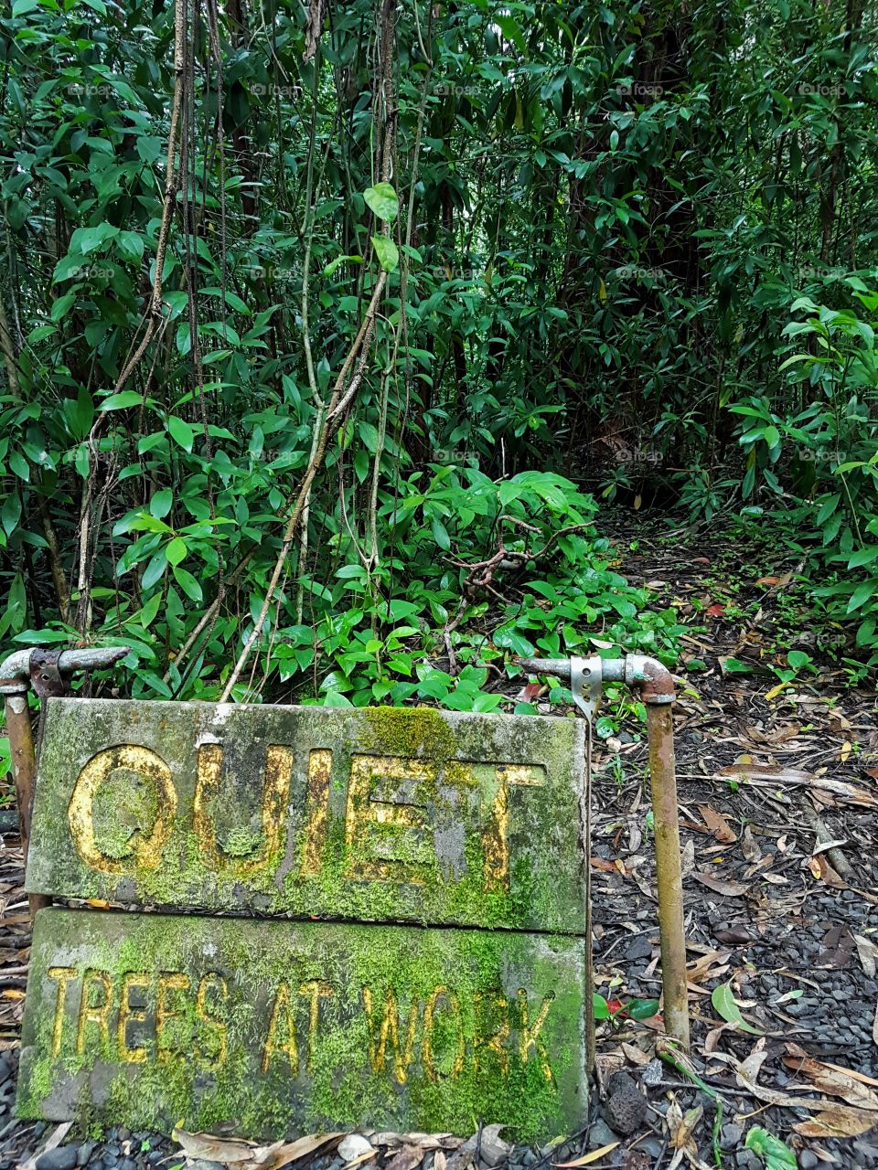 peaceful trail - Maui