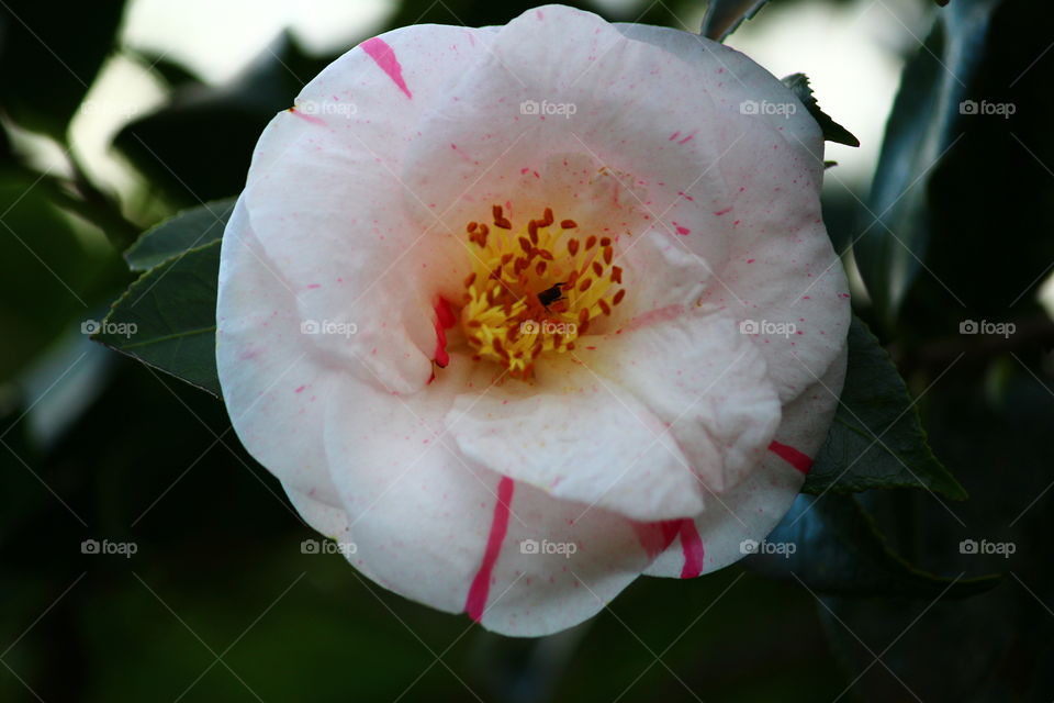 Camellia flower