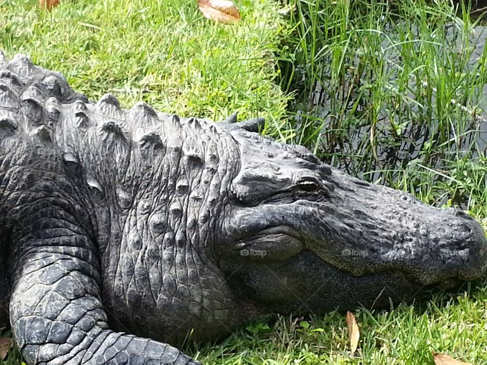 Lazy Gator Days - Gatorland Theme Park - Orlando, Florida