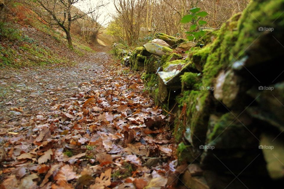 leaf and stone