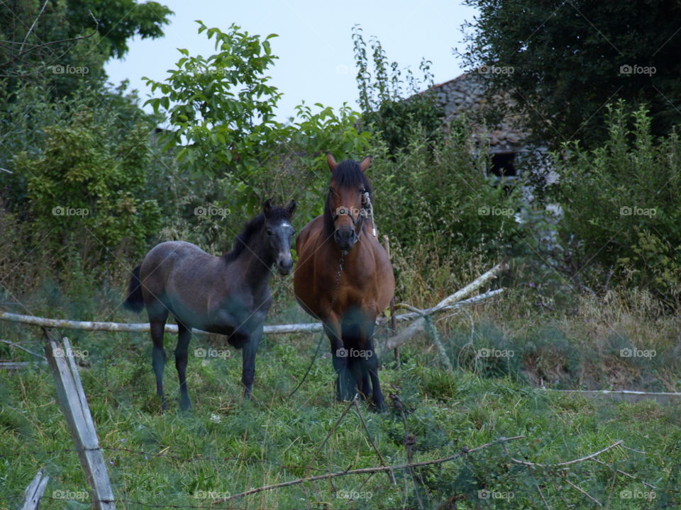 Horses