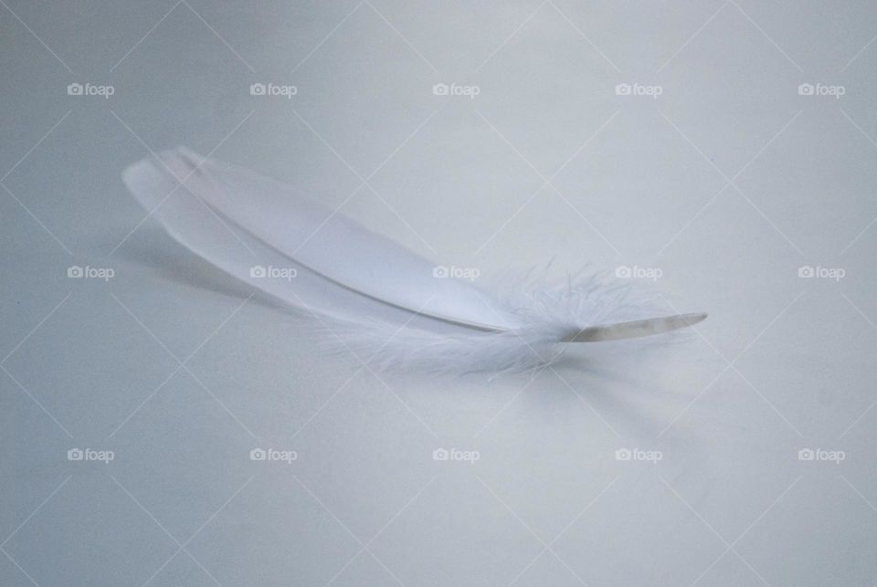 White feather on white background