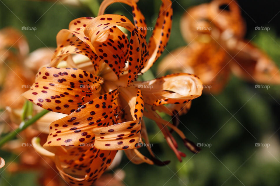 Tiger lily