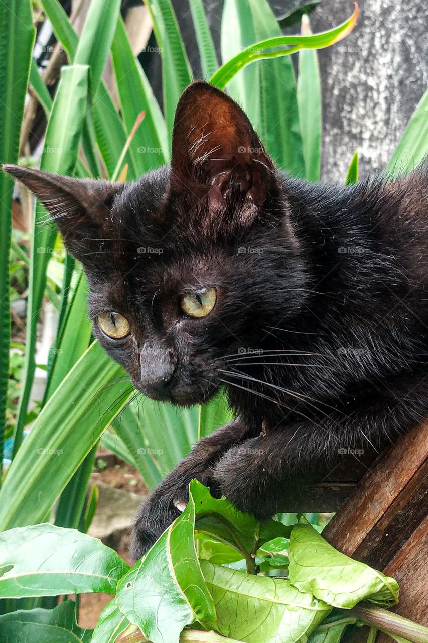 pequeno gatinho no pé de maracujá