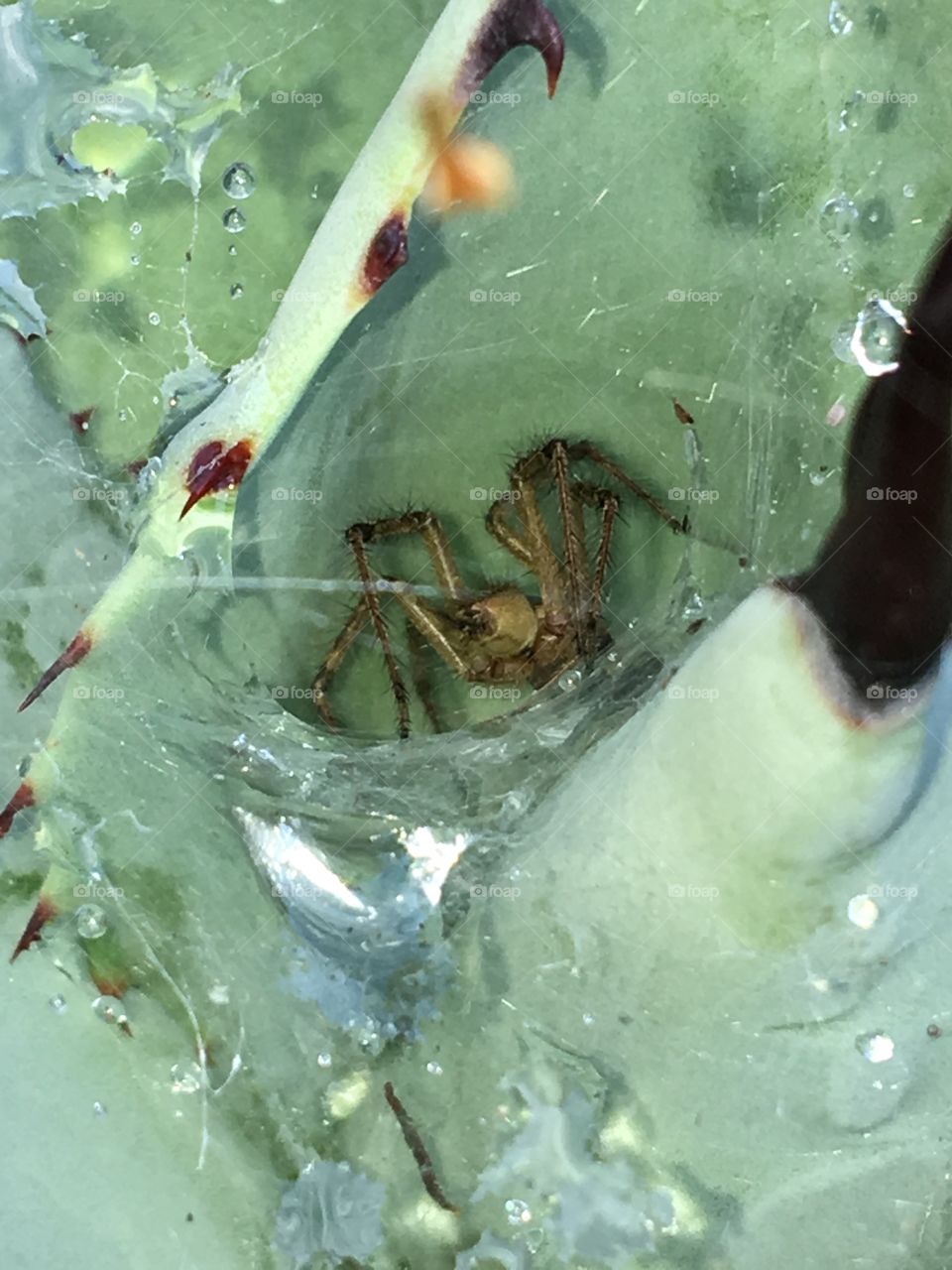 Spider, close up pic, inside cactus where he lives protected by sharp thorns that plant is known for. Water droplets were welcomed in this drought🕷!