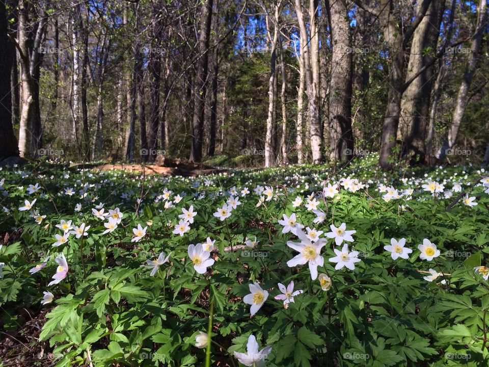 Spring flowers