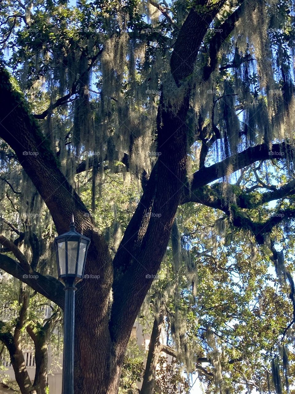 Spanish Moss