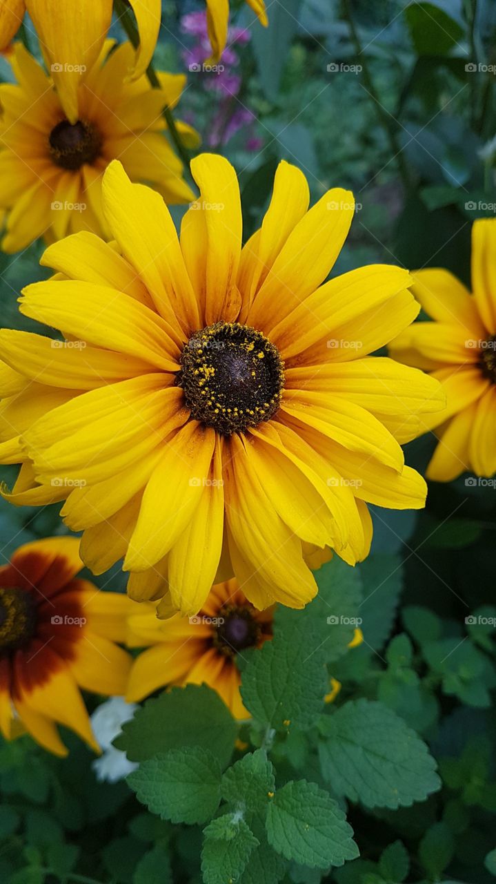yellow flower with black center and mint