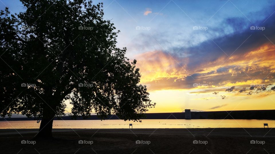 Aurora tree at sunset