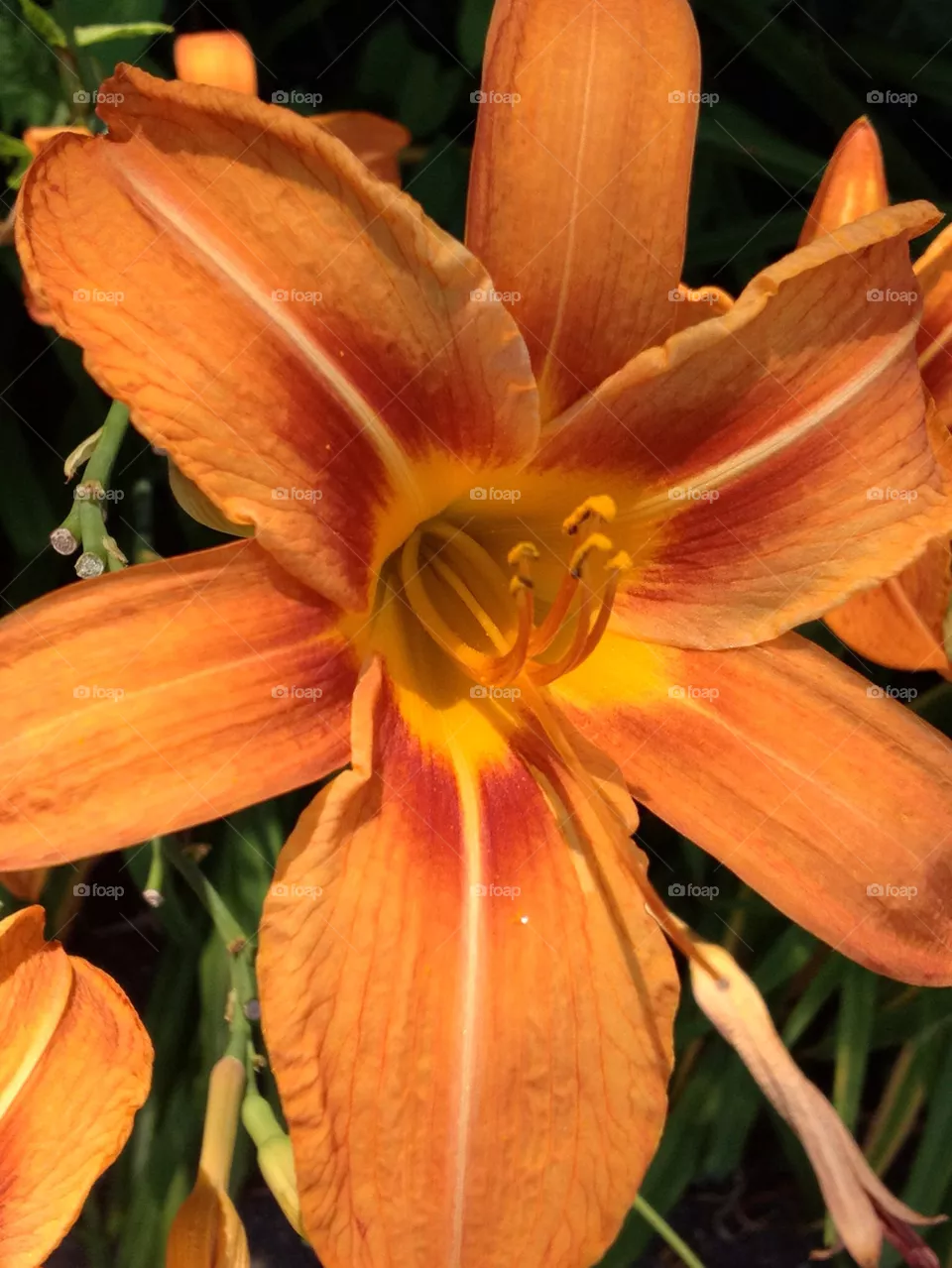 ORANGE
