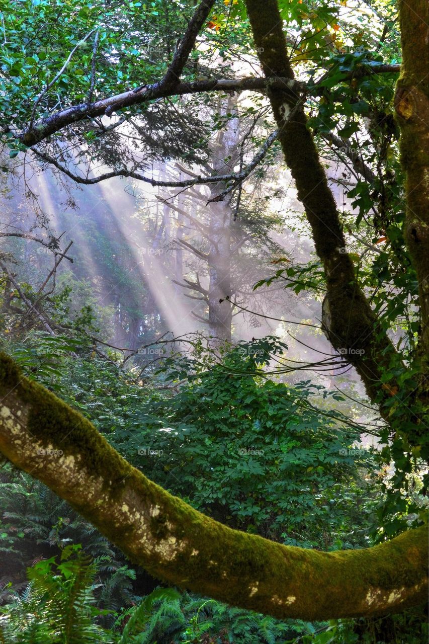 Sunlight in forest