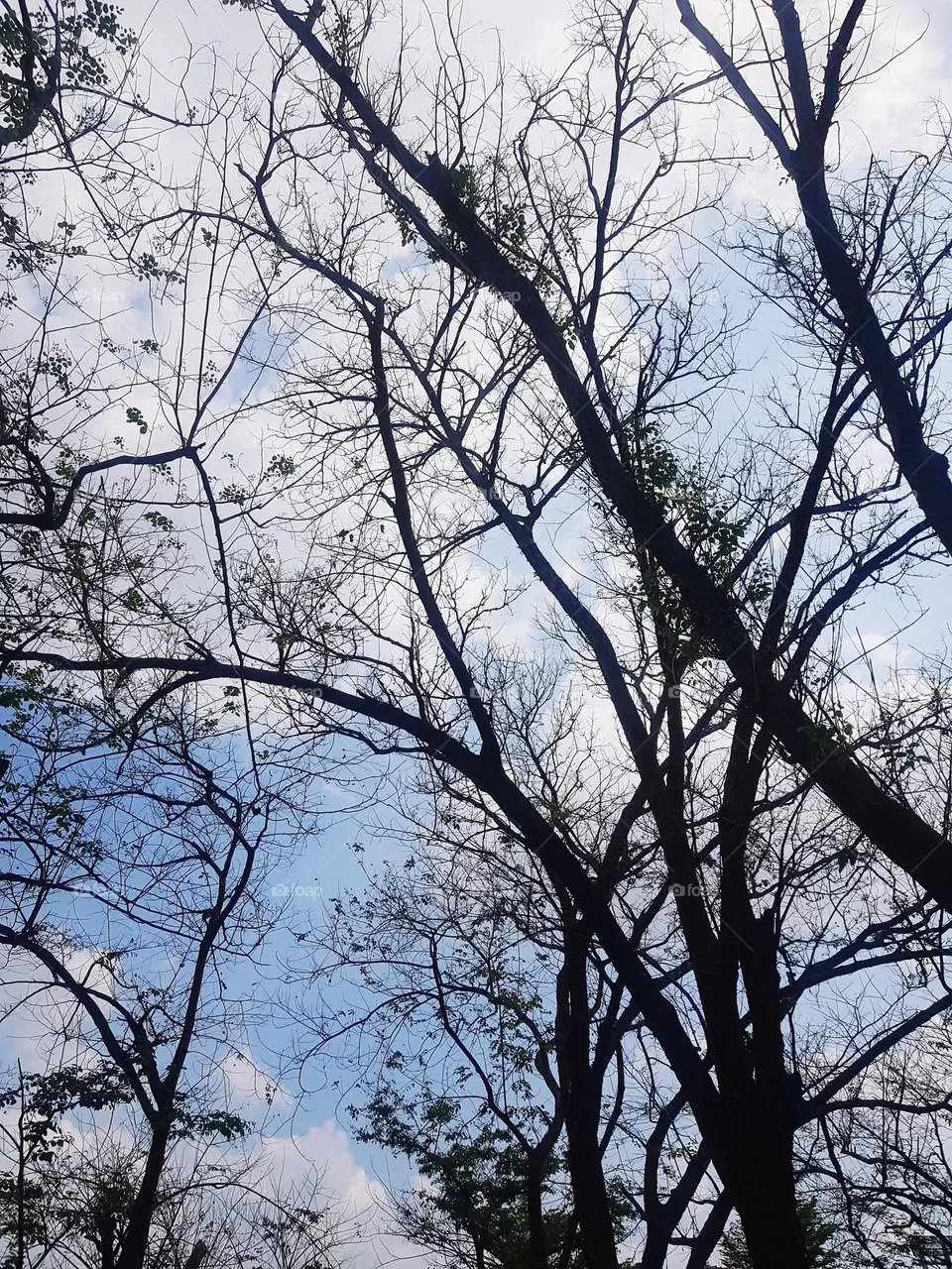 sky view in winter