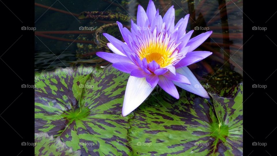 Purple Lilly Pad