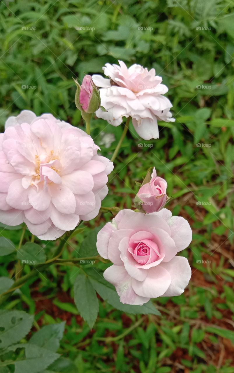 beautiful rose on the best way