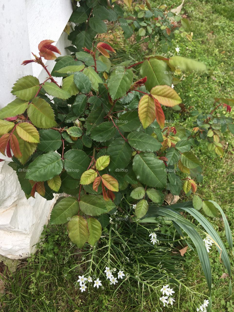 My rose bushes are coming along great can’t hardly wait to see roses!! Make today count.