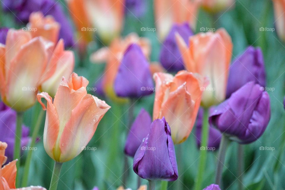 Easter Tulips 1