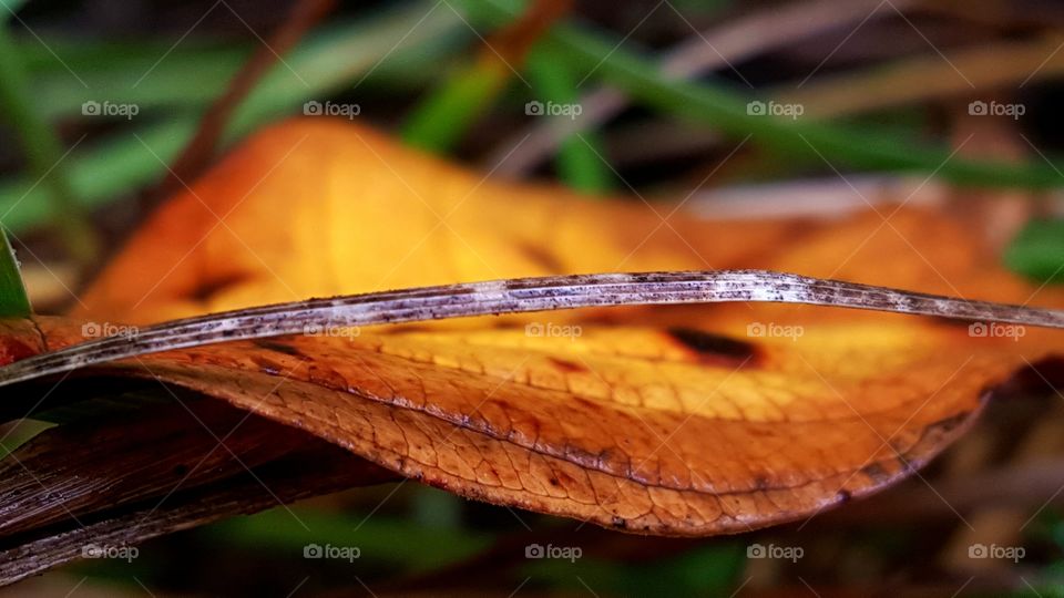 Autumn leaf