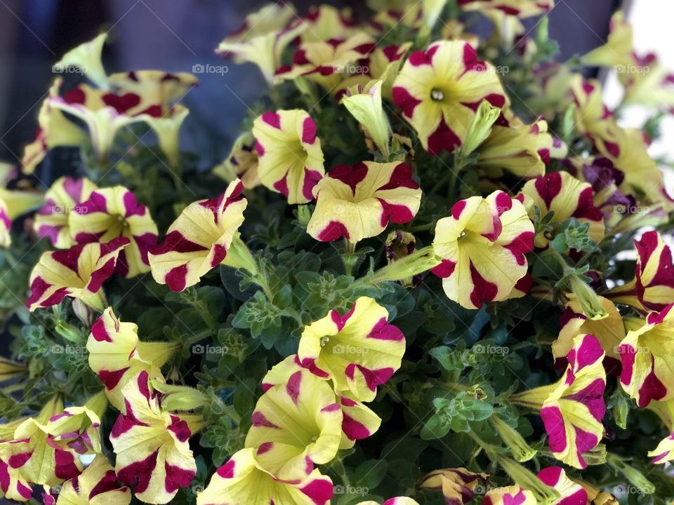 Foa p Mission Crazy Plant People! Unique and Amazing red and yellow striped petunias.