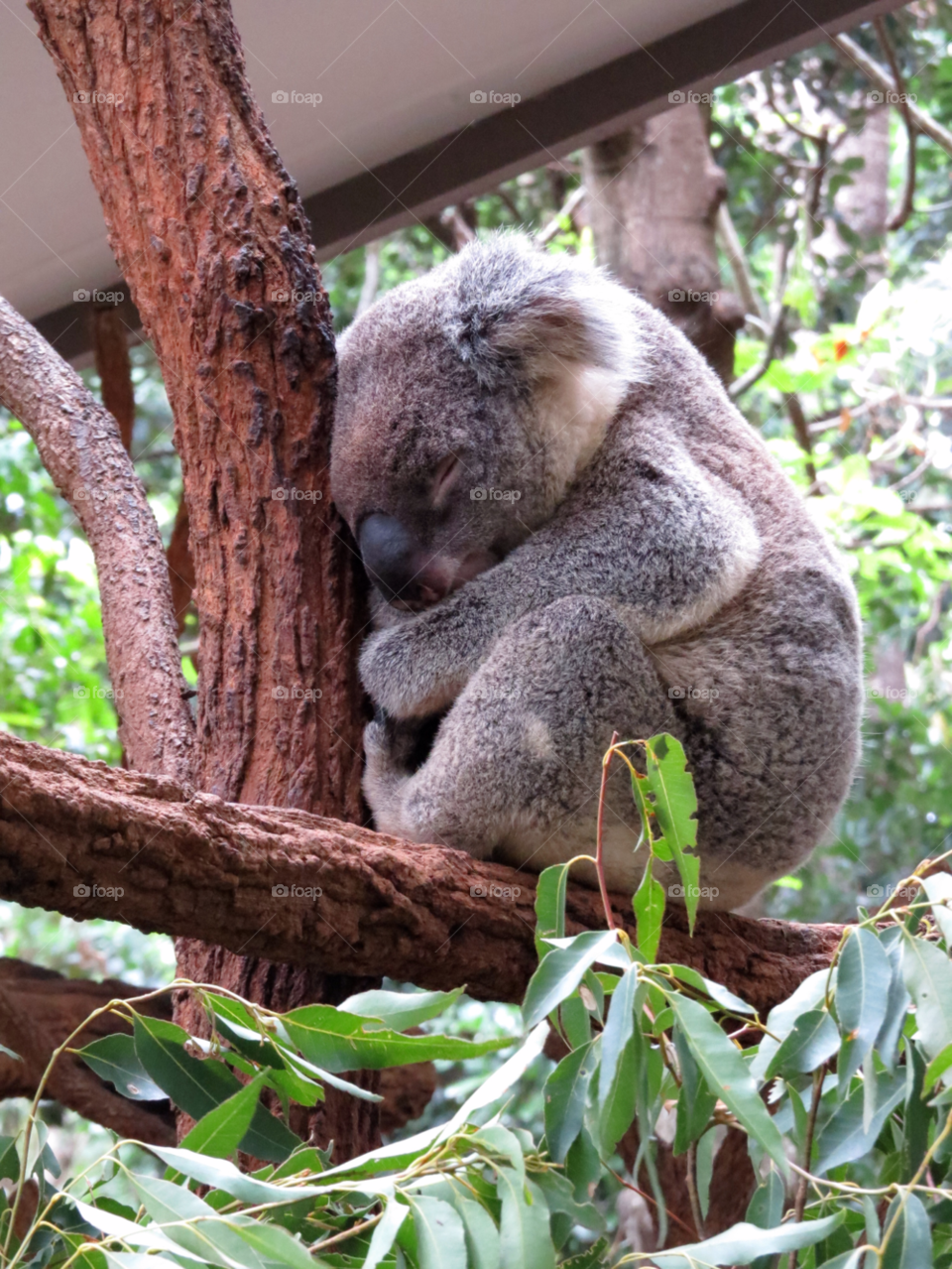 bear koala koala bear lone pine koala sanctuary - brisbane by luke.twomey85