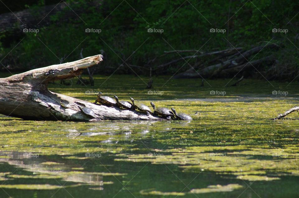 turtle train. Was out fishing when I came across these turtles sunning on a log.