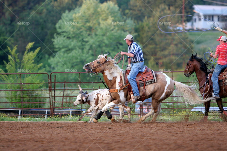 Calf Roping