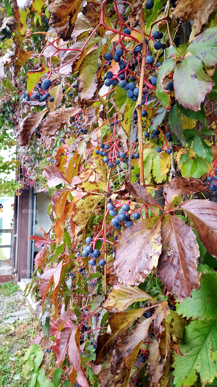fall grapes