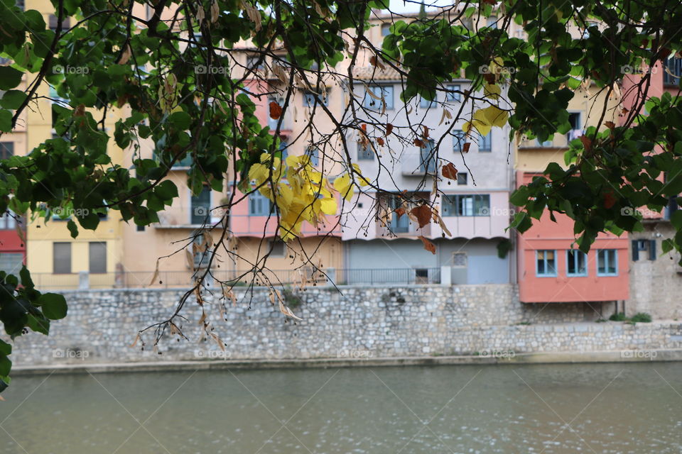 Leaves turning yellow. Autumn is coming 