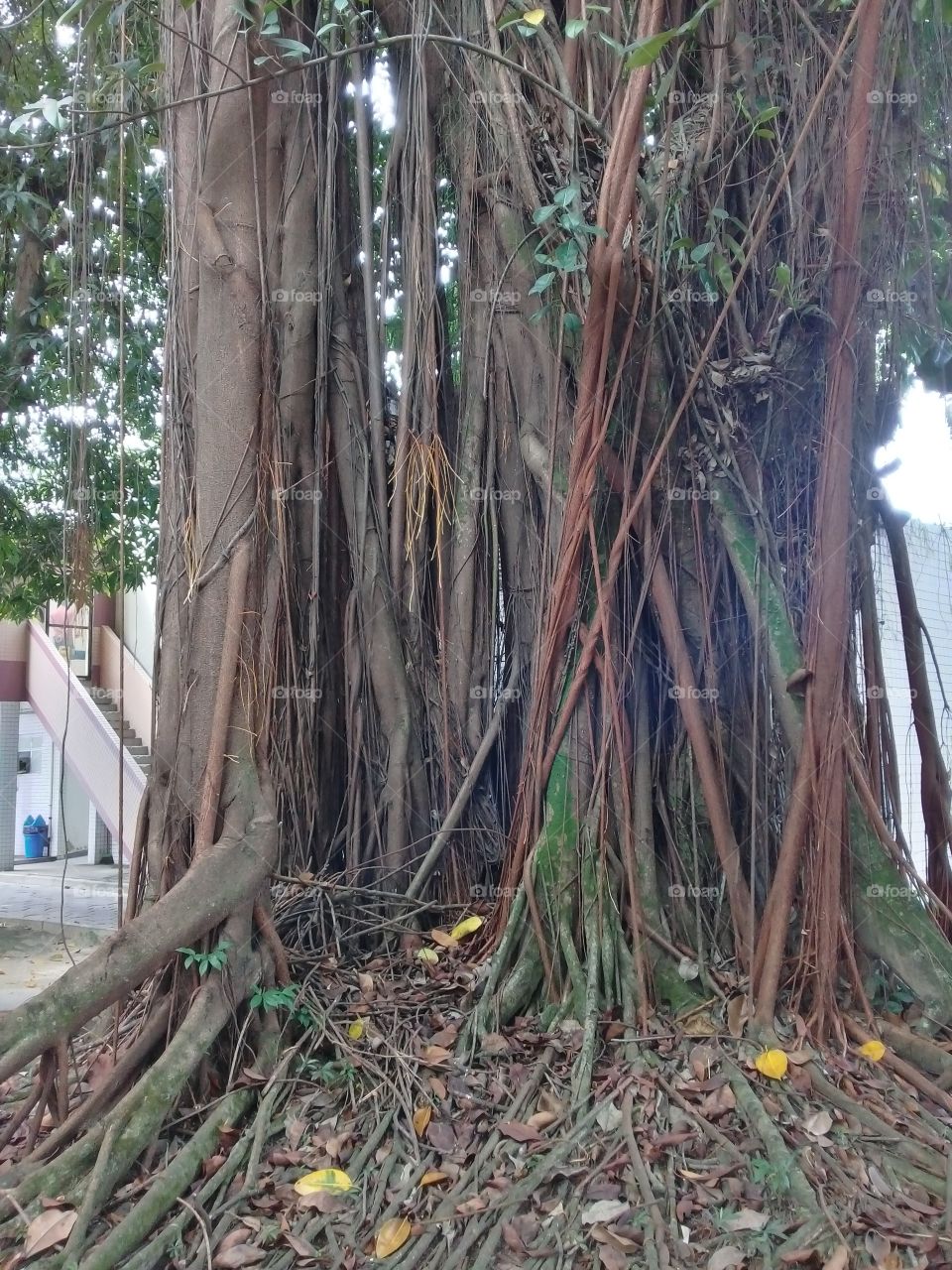 old tree at hospital park
