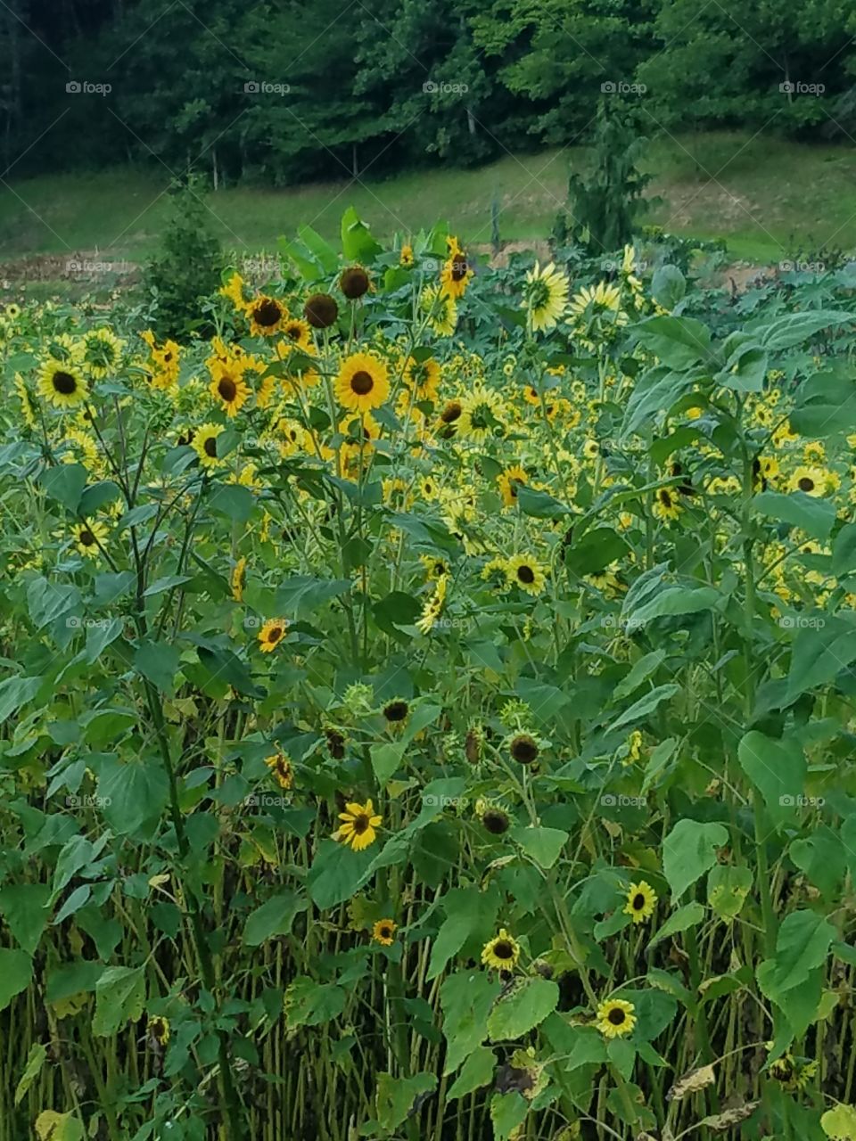Happy sunflowers