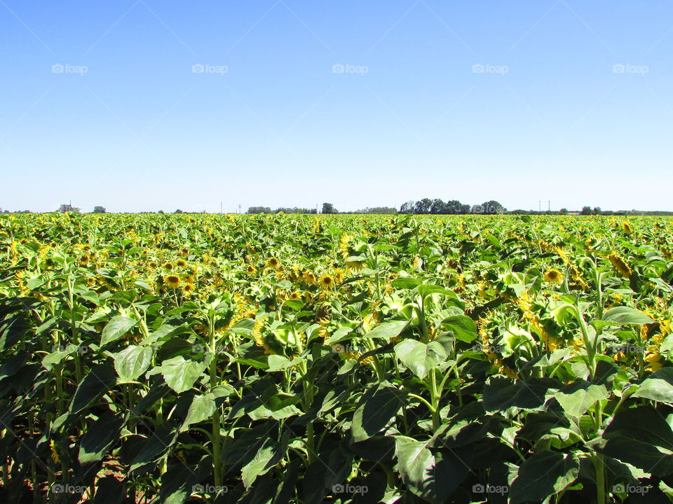 sunflower field