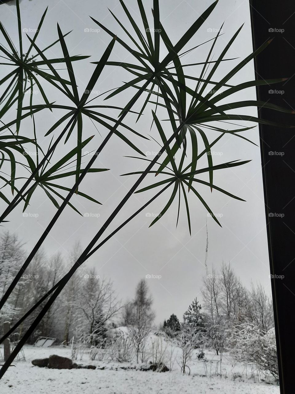 papyrus leaves on winter background