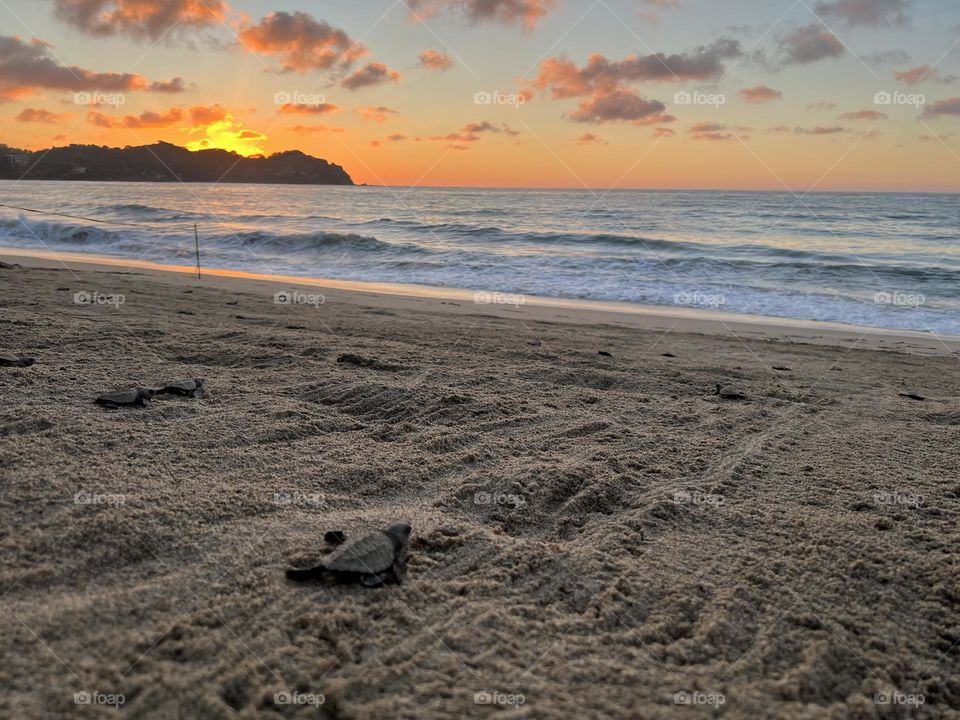 Liberación de tortugas