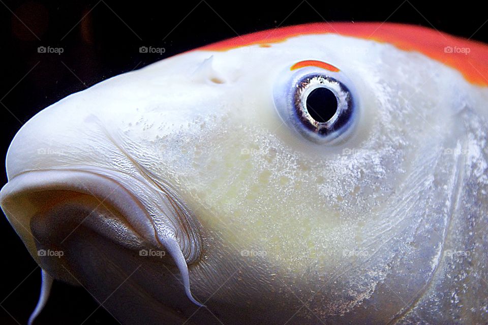 Close-up of fish lips