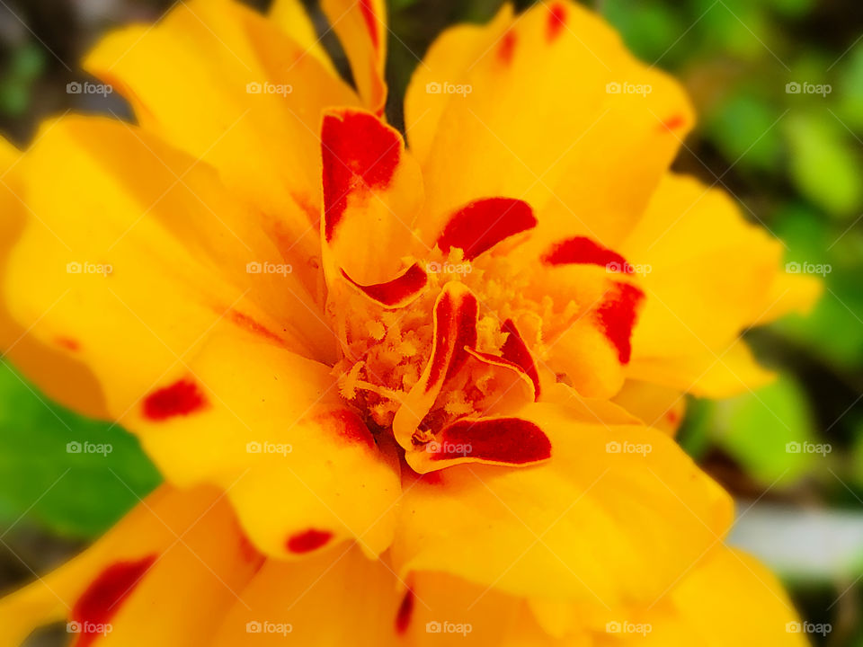 Red and Yellow Sunshine