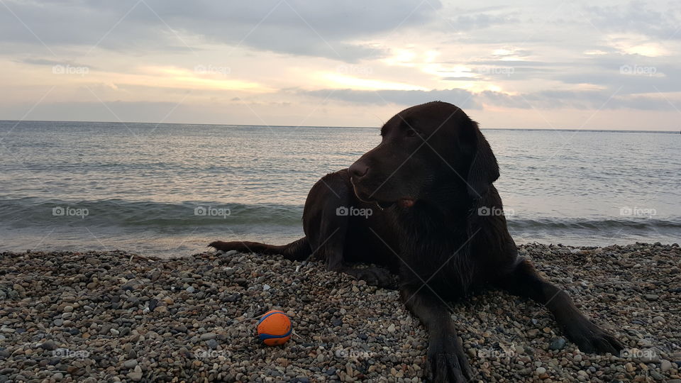 Chocolate Lab laying on beach with his ball