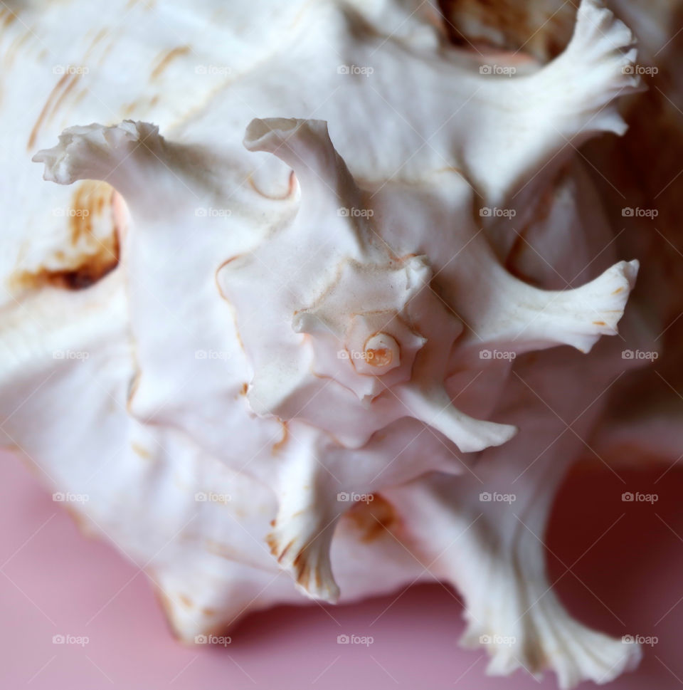 Close-up of sea shell.