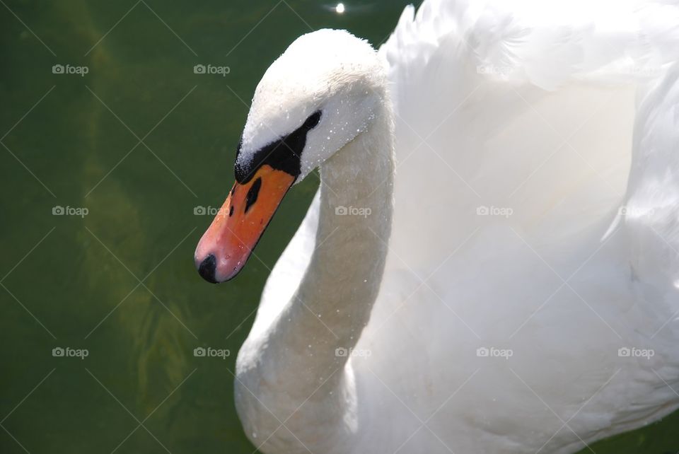 Swane close up