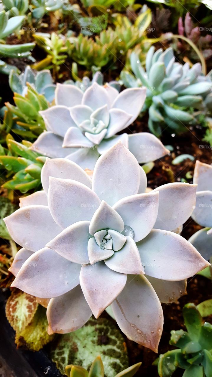 Lilac graptopetalum succulent arrangement