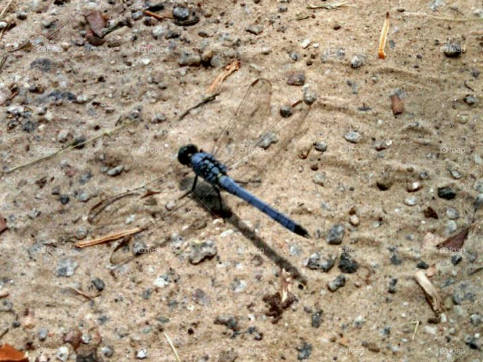 Dragonfly.