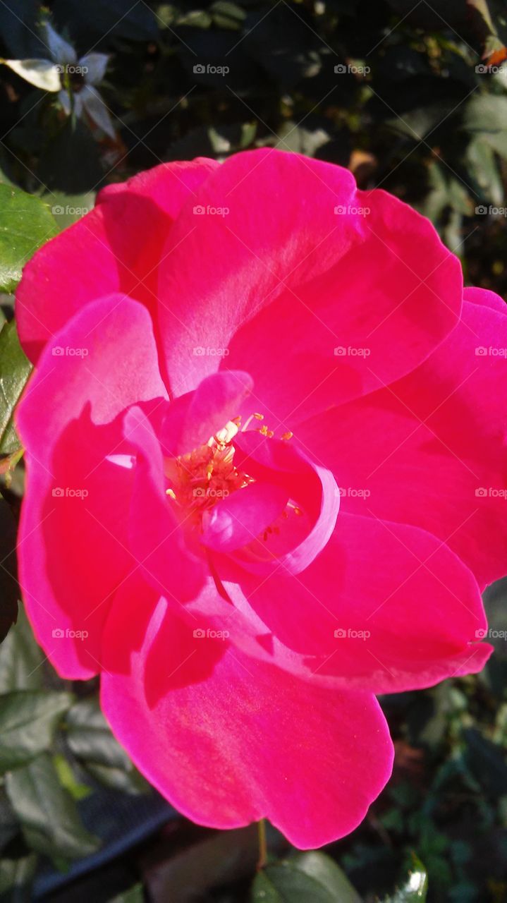 Flower, No Person, Nature, Flora, Garden