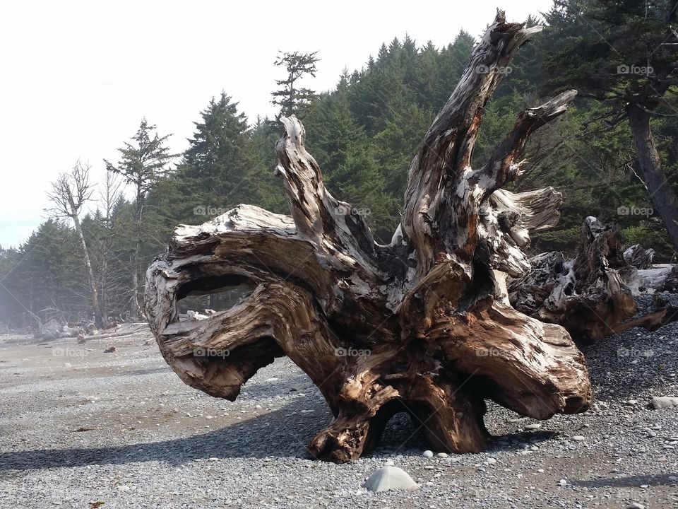 driftwood amazement
