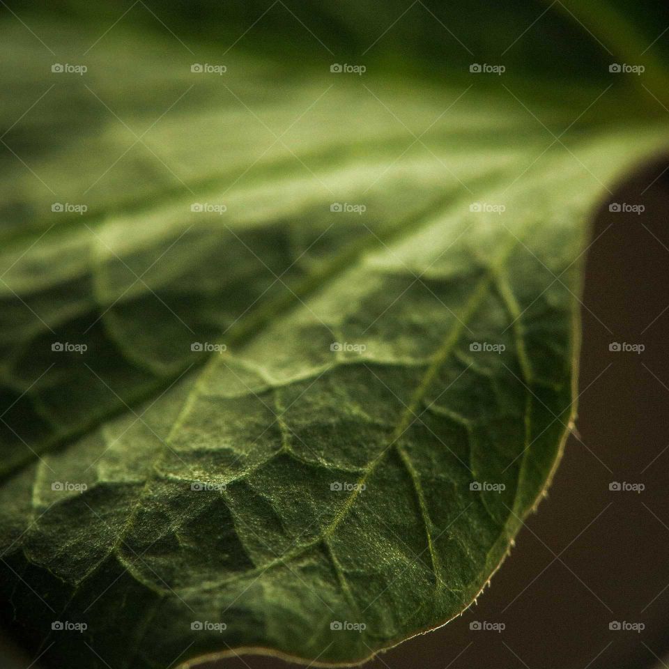 Close-up leaf shot, with shallow depth of field, beautiful shot.