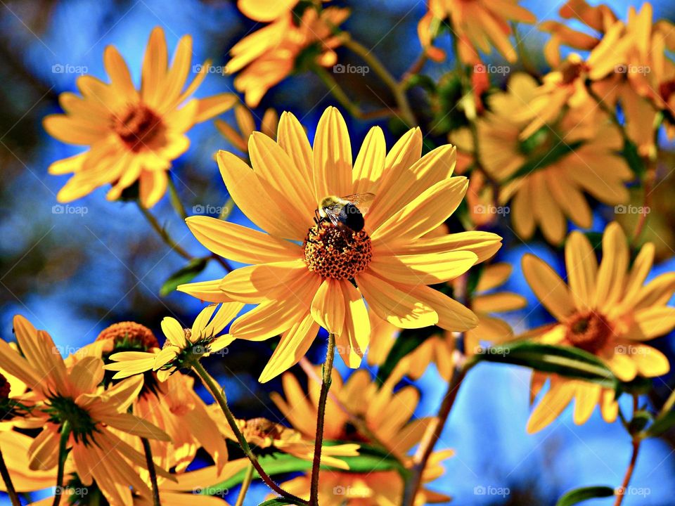 Color Yellow: With all the pollinator action , the Yellow Swamp Sunflower draws furry, yellow bees that collect valuable nectar with their straw-like tongue to stock up for the long winter months