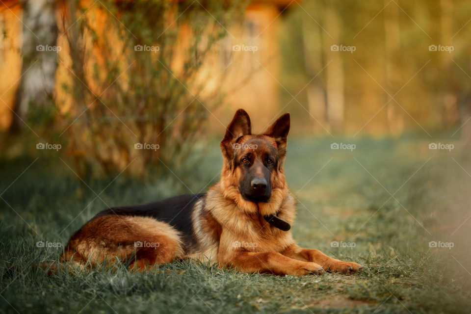 German shepherd dog outdoor portrait at sunny evening 