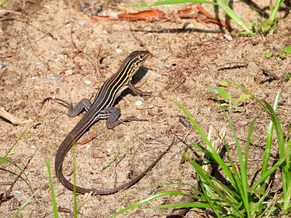 Lizard - Racerunners are fond of heat and are active even on the hottest of summer days. They are alert and active, darting between clumps of vegetation to grab insects