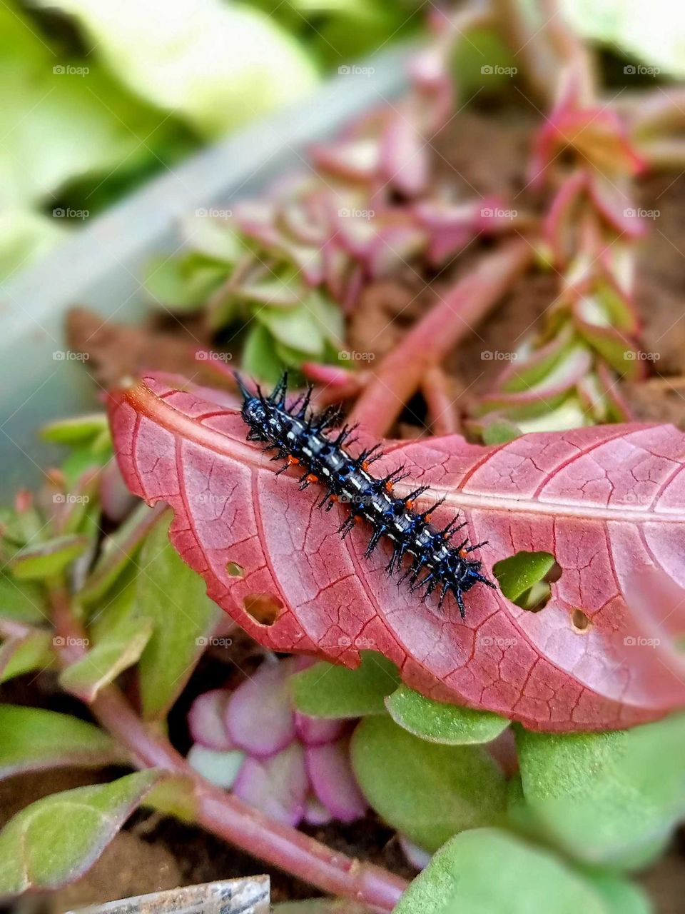 caterpillar