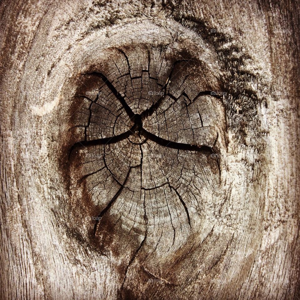 Weathered wood knot. 
