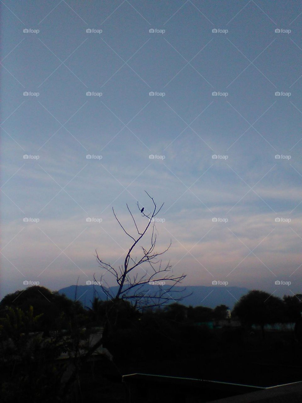 A bird perched on a dry branch.Her sweet melody brings my heart to its knees.
In her carefree spirit, I find my peace,A sense of joy that my soul can't release.