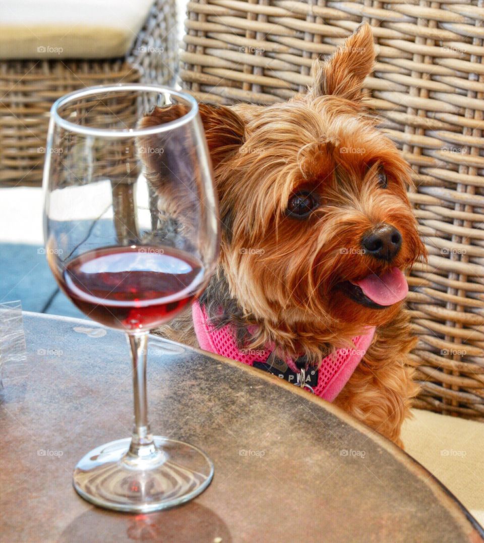 Yorkie having wine