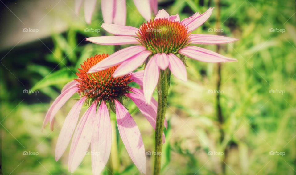 Coneflowers